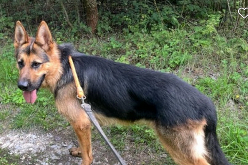 ein braun schwarzer schäferhund